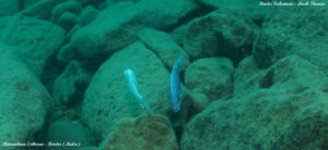 Metriaclima estherae 'Border'